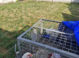 2 Splash Maran Hens & 1 Zombie Hen 14weeks old