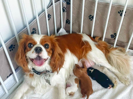 Cavalier King Charles Spaniel Puppies for Sale