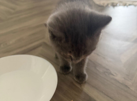 British short hair kitten