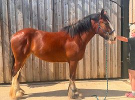️ Fully Reg Shire Filly ️
