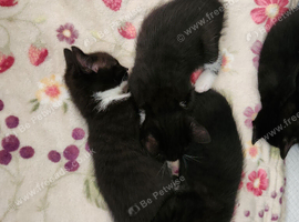 1 black male and 2 tuxedo males