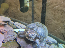 2x musk turtles
