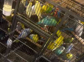 Many budgies for sale