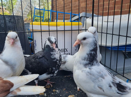 Young birds