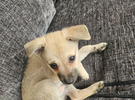 Miniature pincher x pomeranian puppy's