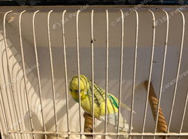 Baby budgies