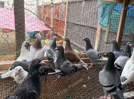 Racing pigeon