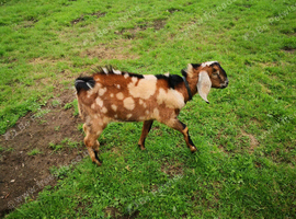 Pedigree Anglo nubian billy kid