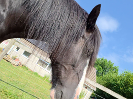 Shire gelding