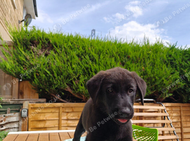 Red fox Labrador xGerman shepherd X akita