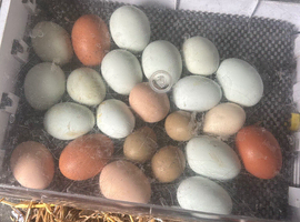 Mixed hatching eggs for sale