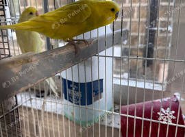 Breeding Pair for Sale