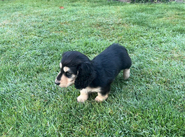 Ready to leave now! Miniature Long haired Dachshund boy pup