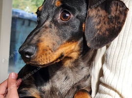 6 month boy silver dapple mini dachshund