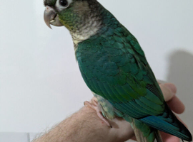 Baby hand reared green cheeked conures