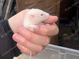 Fancy rats