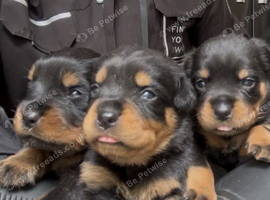 Kc Registered Rottwiler puppies