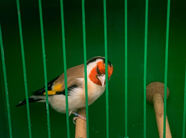 Siberian goldfinch cock
