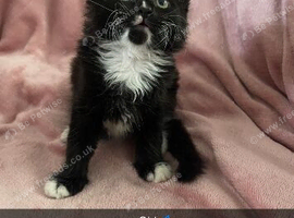 Kittens for sale 2 girls 1 boy
