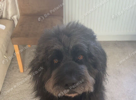 Wade the Saint bernedoodle