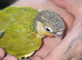 Baby green cheek conures