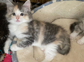 Mainecoon x ragdoll kittens