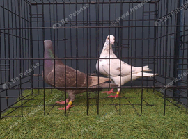 Almond breeder pair