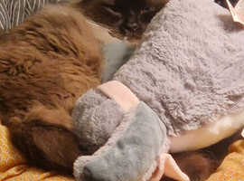 Male Neutered Ragdoll