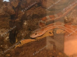 Adult Cornsnake