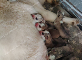 Beautiful Siberian huskys
