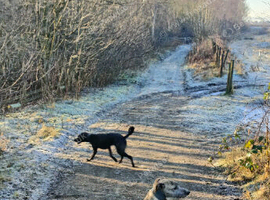Lurcher