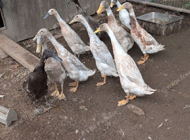 Indian runner ducks