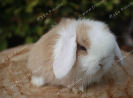 Pure bred mini lop baby rabbits