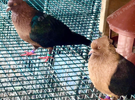 6 fancy pigeons