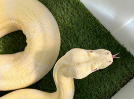 Snow Glow Boa