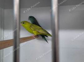 Lineolated Parakeet breeding pairs for sale
