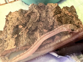 6 month baby pewter motley cornsnake