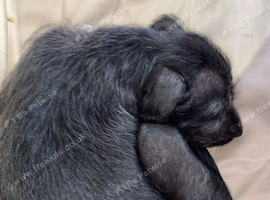 9week lurcher puppy