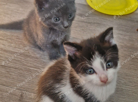 2 adorable british shorthair x kittens for sale