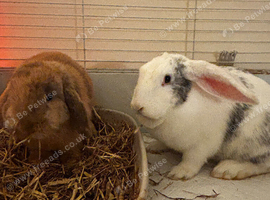 3 rabbits for sale