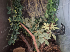 3 crested geckos