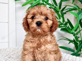 Adorable Cavapoo pups
