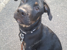 Come meet Odin~ Rottweiler/Malinois