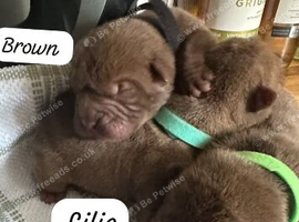 Shar pei puppy's
