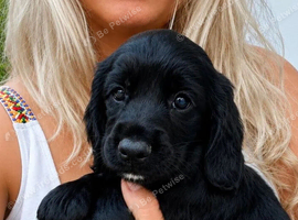 Beautiful Cocker Spaniel