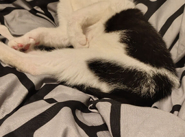 Kitten for sale