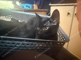 2 cats needing new homes