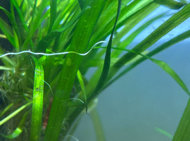 Vallisneria Aquatic Plant