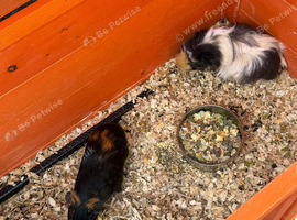 2 female guinea pigs 6 months old