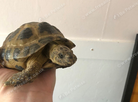 Male 9 year old tortoise